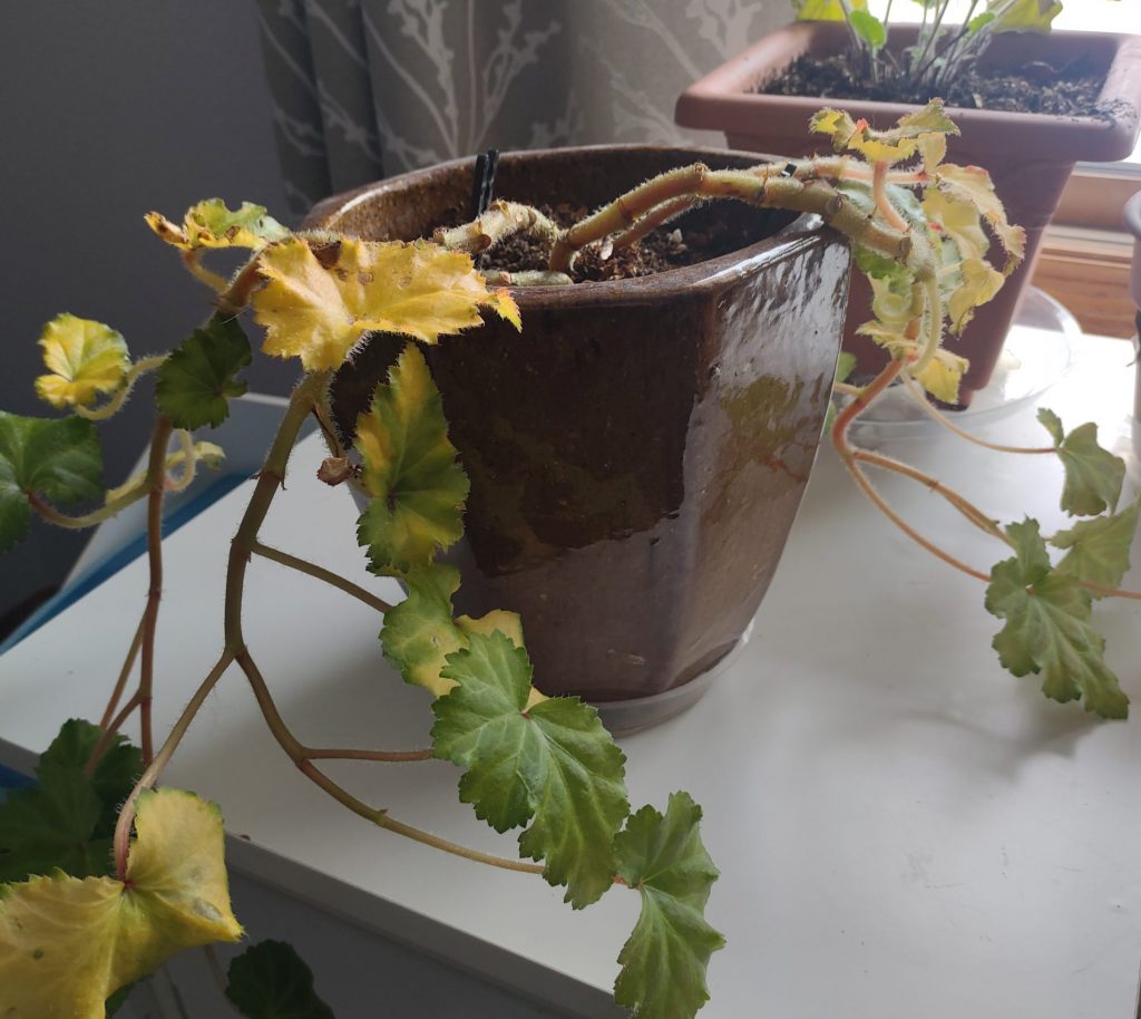 Sad Begonia plant