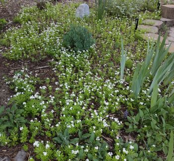 green groundcover plants with little white flowers