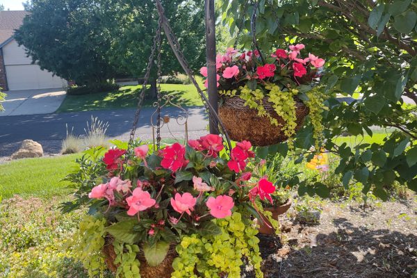 hanging baskets with peonies and creeping jenny