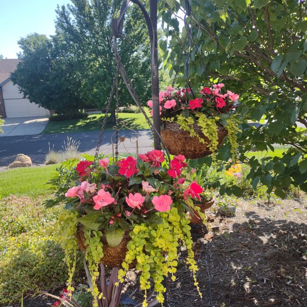 hanging baskets with peonies and creeping jenny