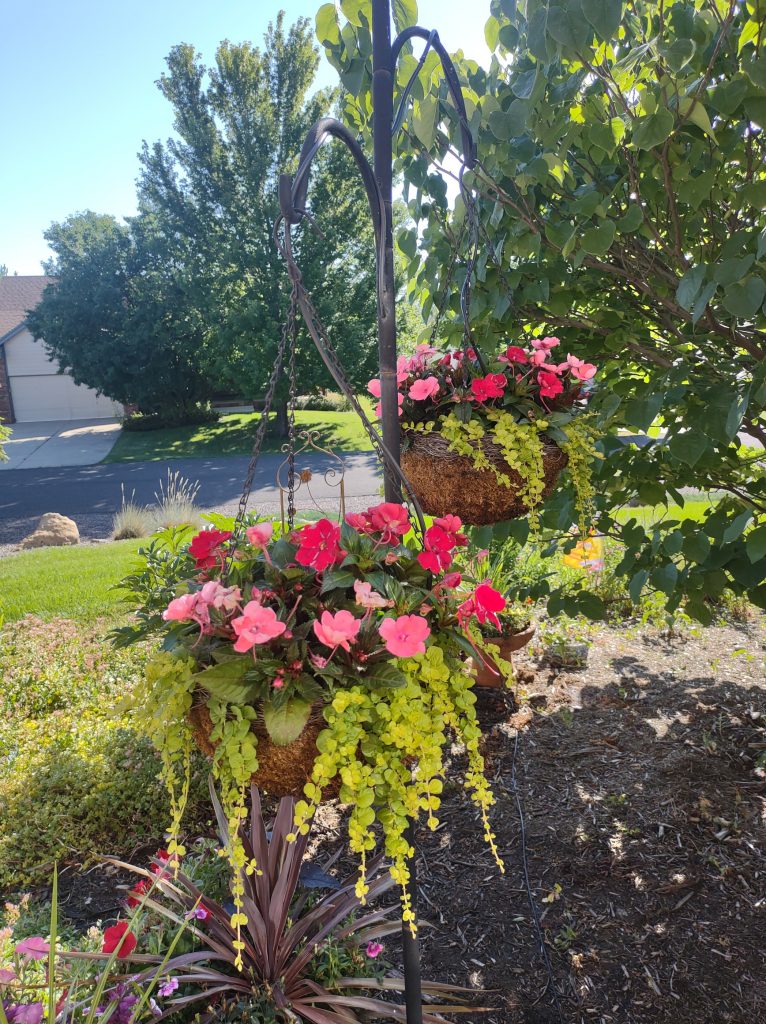 hanging baskets with peonies and creeping jenny
