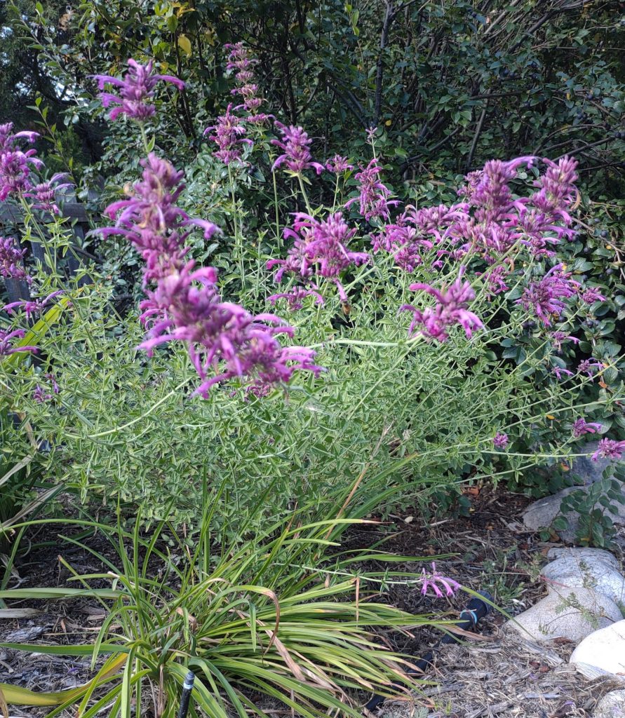 Agastache Plant