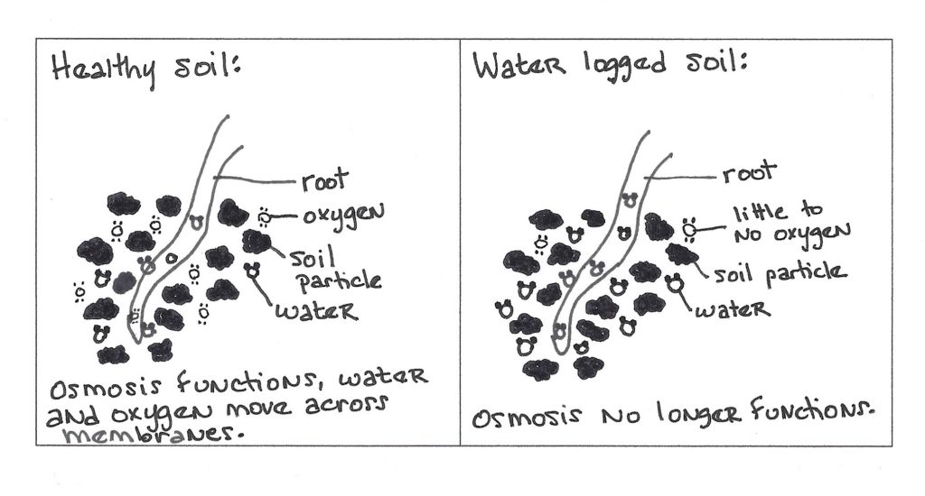 water logged soil