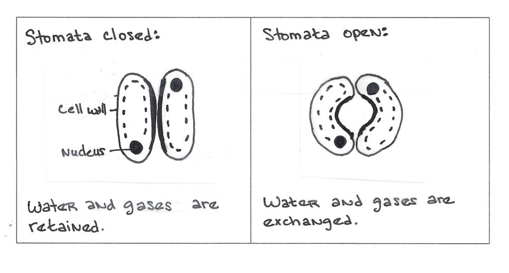 stomata cells