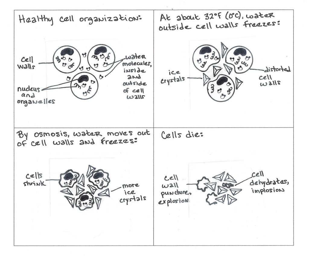 freeze damage to cells