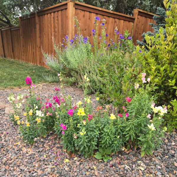 Snapdragons