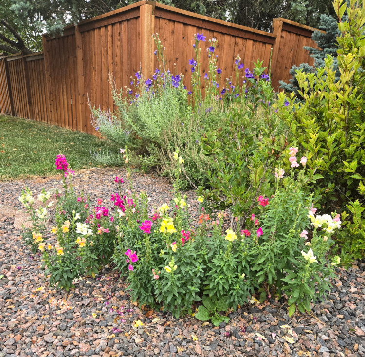 Snapdragons