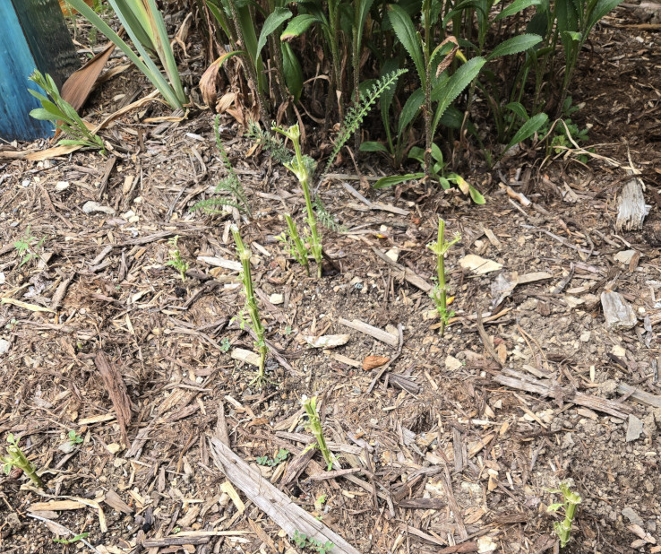 Dead Marigolds