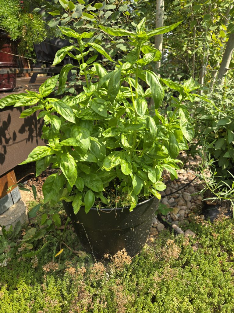 Basil