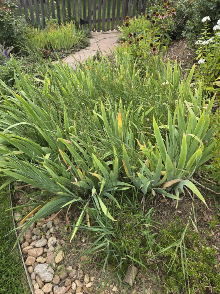 Iris
