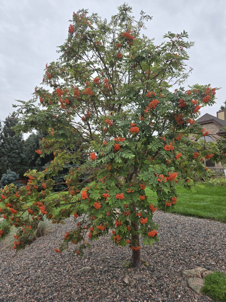 Showy Mountain Ash Tree