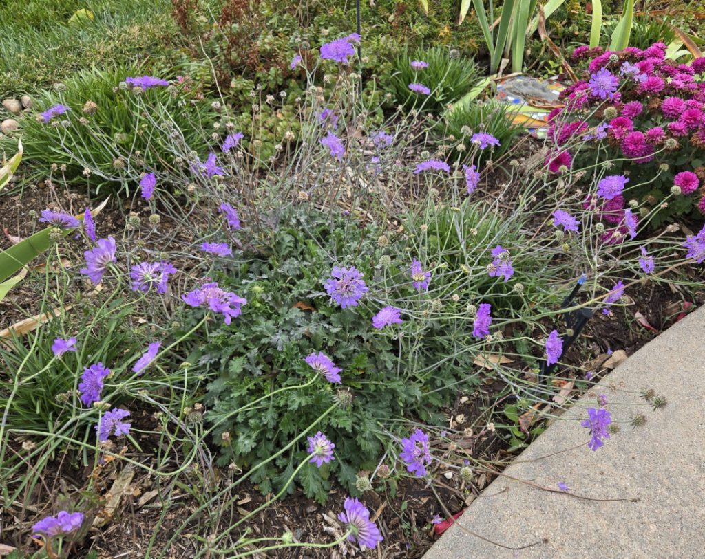 Pincushion Flower