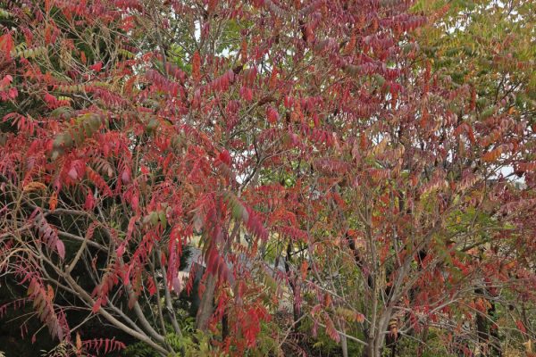 Sumac in Fall