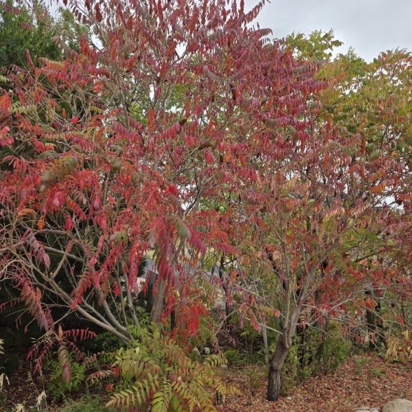 Sumac in Fall