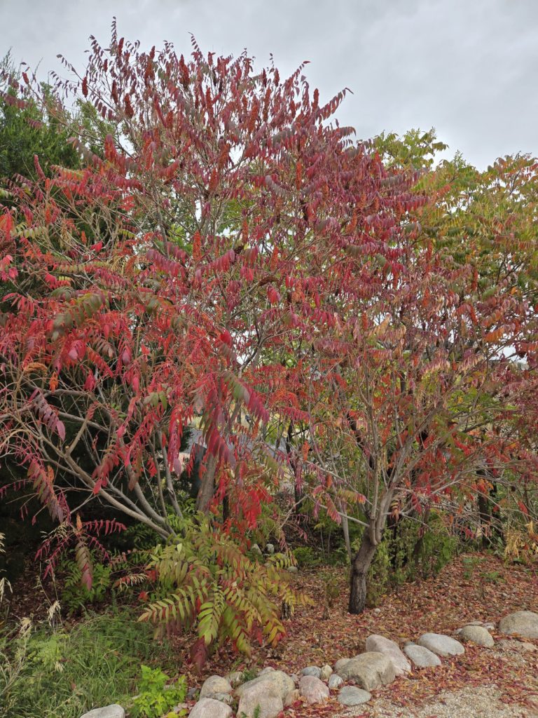 Sumac in Fall